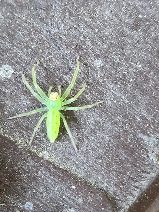Low Country Pest Control Picture 6