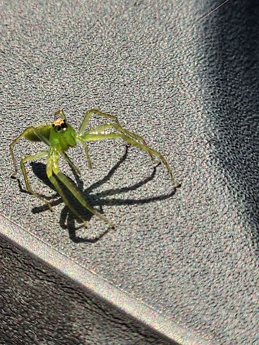 Low Country Pest Control Picture 1