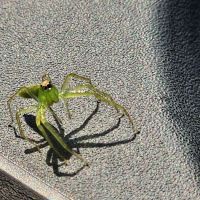 Low Country Pest Control ico