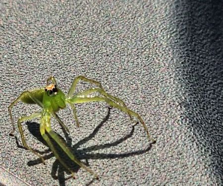 Low Country Pest Control