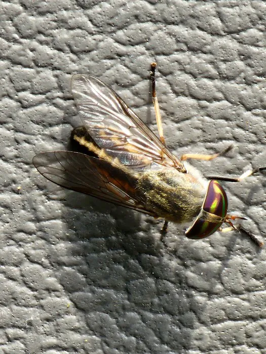 Low Country Pest Control Picture 4