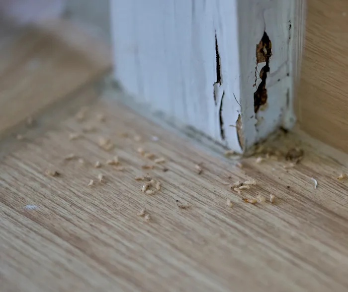 Palmetto Exterminators Picture 4