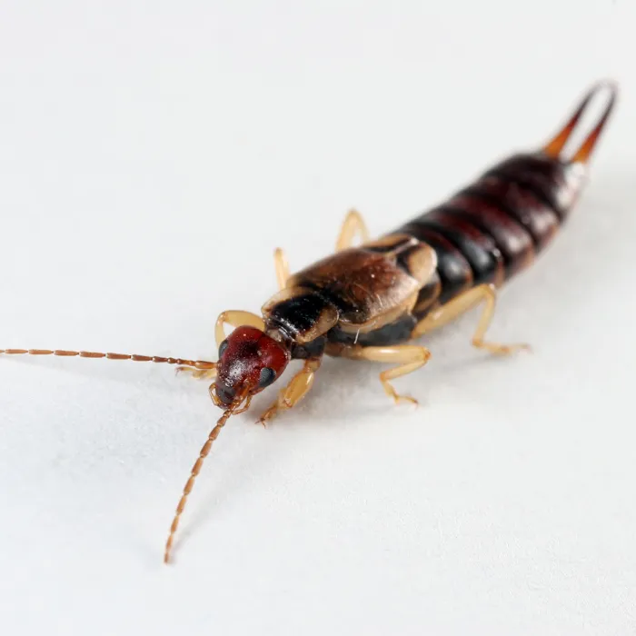 Palmetto Exterminators Picture 5