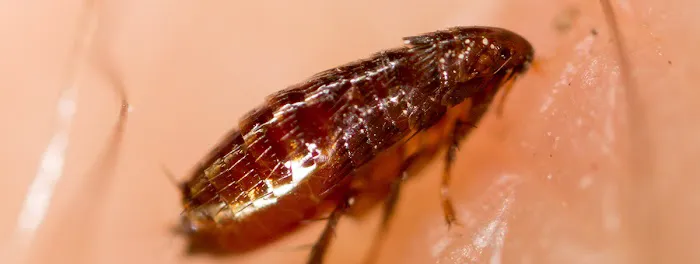 CMAC Pest Control, LLC Picture 9