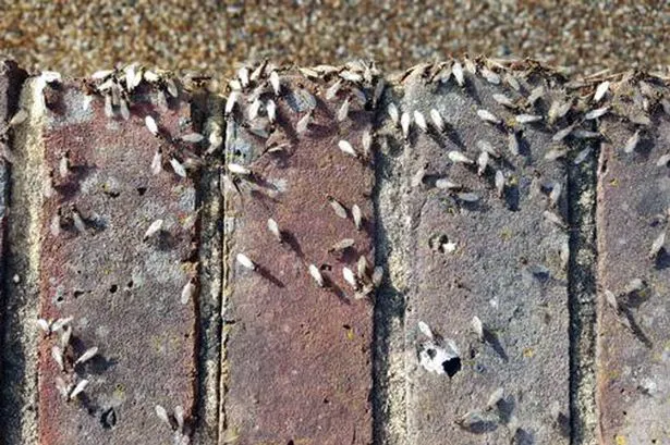 CMAC Pest Control, LLC Picture 8