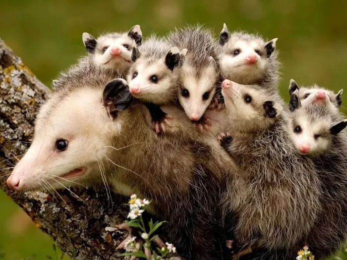 CMAC Pest Control, LLC Picture 5
