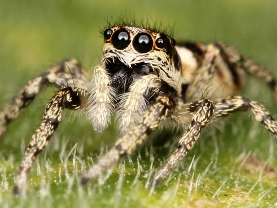 CMAC Pest Control, LLC Picture 2