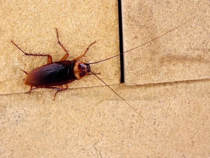 CMAC Pest Control, LLC Picture 3