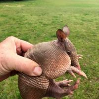 Pest Animal Removal Columbia ico