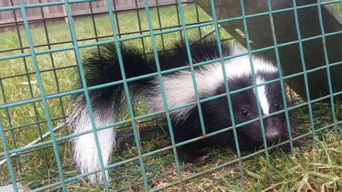 Pest Animal Removal Columbia Picture 3