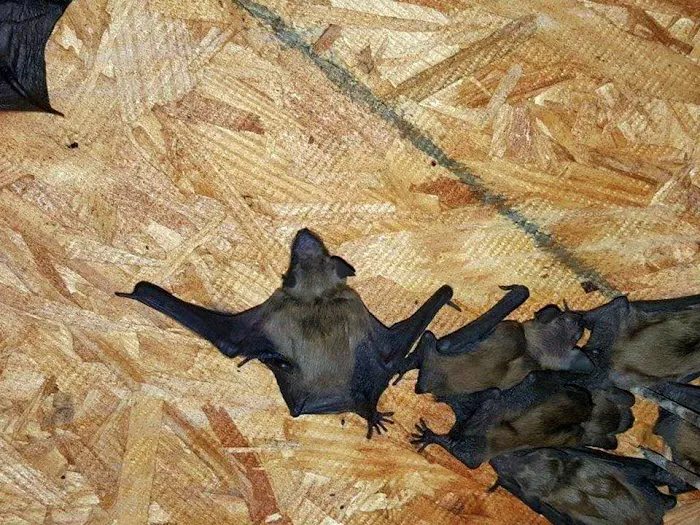 Pest Animal Removal Columbia Picture 8