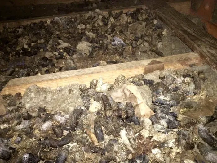 Pest Animal Removal Columbia Picture 10