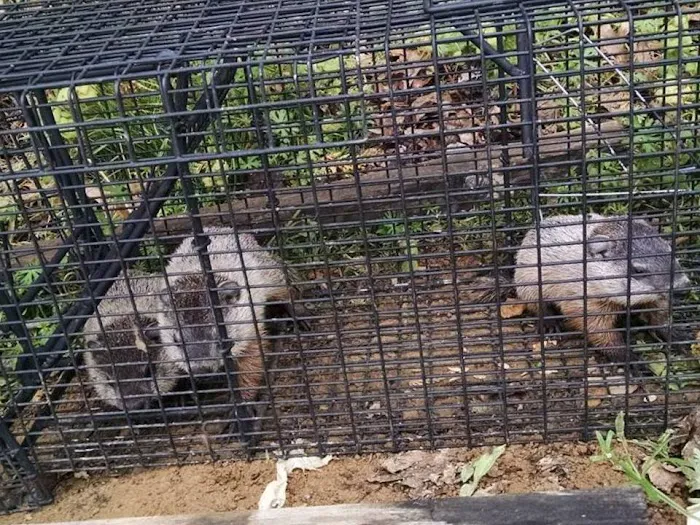 Pest Animal Removal Columbia Picture 6