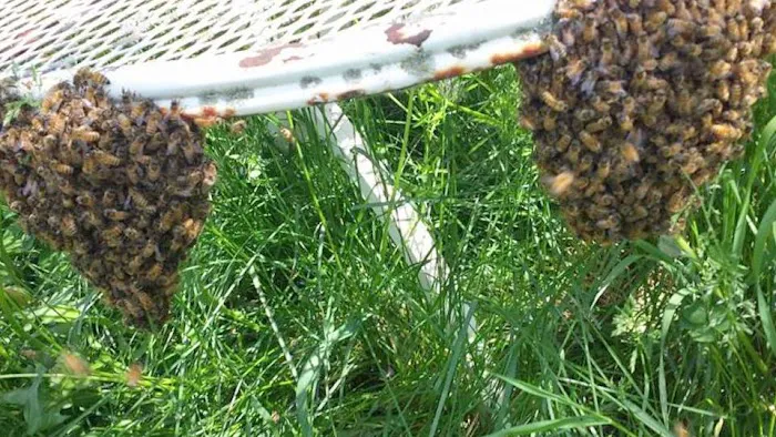 Pest Animal Removal Columbia Picture 5
