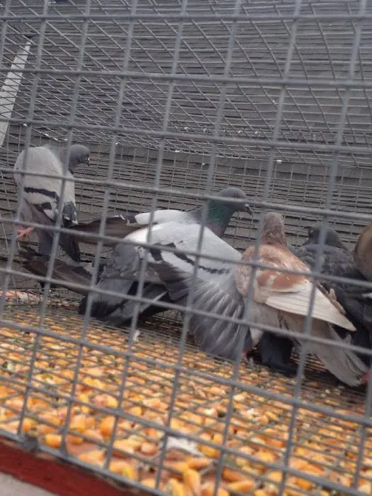 Pest Animal Removal Columbia Picture 4