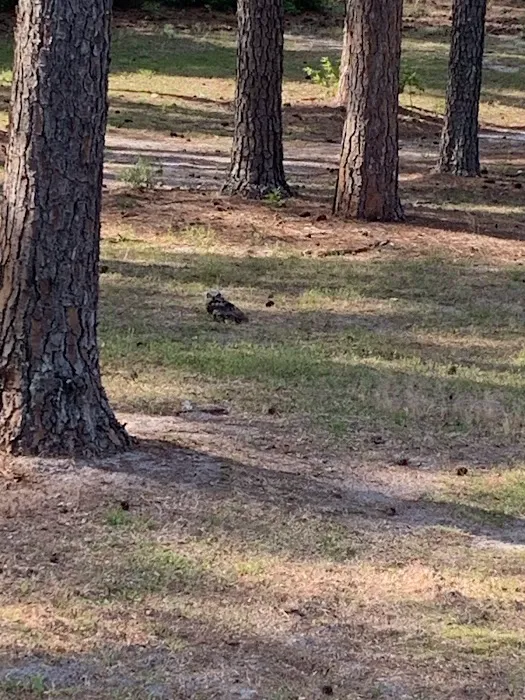 Blythewood Wildlife Removal, Columbia SC Picture 3