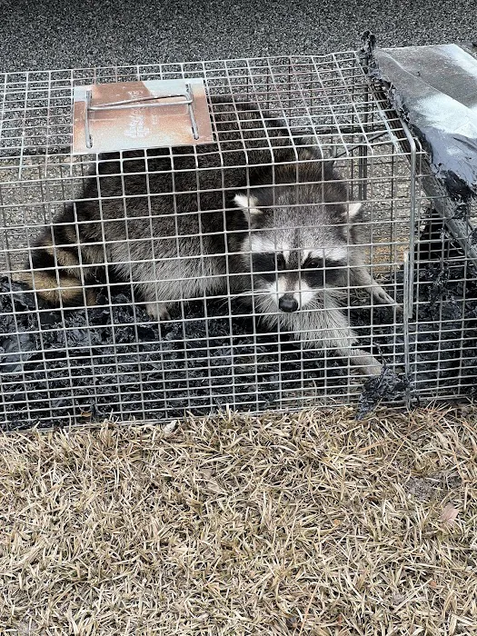 Blythewood Wildlife Removal, Columbia SC Picture 5