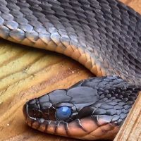 Blythewood Wildlife Removal, Columbia SC ico