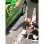 Gregory Pest Solutions