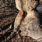 Palmetto Wildlife Extractors