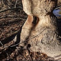 Palmetto Wildlife Extractors ico