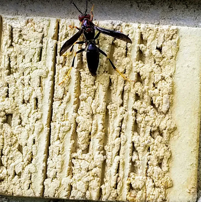 Evergreen Pest Solutions Picture 6