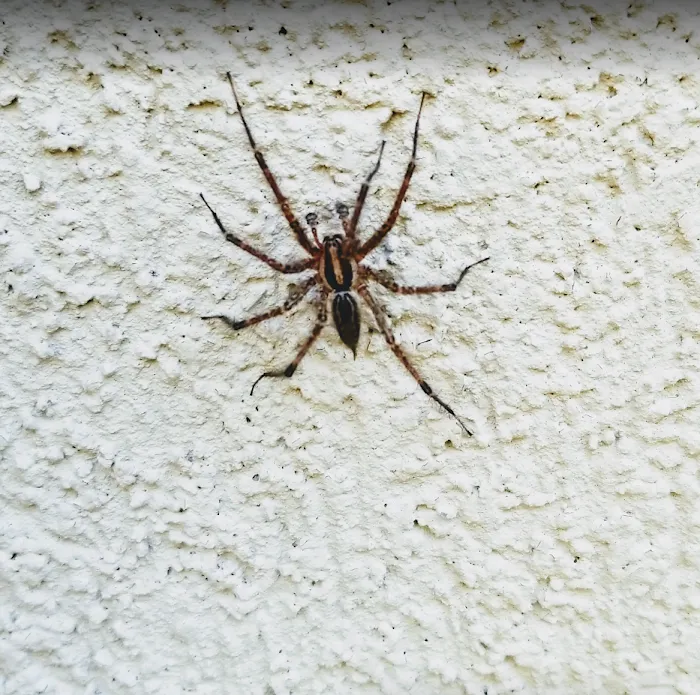 Evergreen Pest Solutions Picture 8
