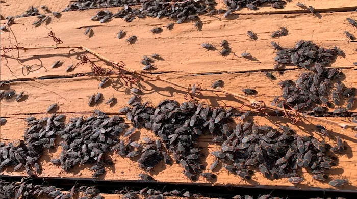 Evergreen Pest Solutions Picture 10