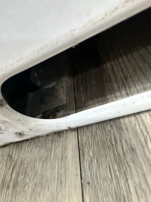 Evergreen Pest Solutions Picture 9