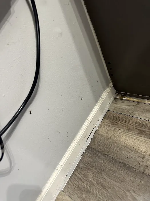 Evergreen Pest Solutions Picture 2