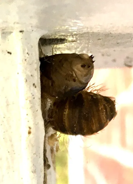 First Choice Pest Control Picture 3