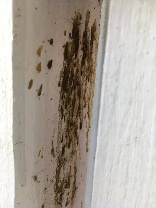 First Choice Pest Control Picture 5