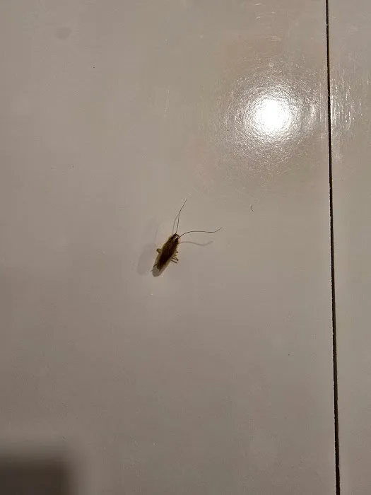 Jeffcoat Pest & Home Picture 3