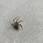Jeffcoat Pest & Home