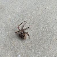 Jeffcoat Pest & Home ico