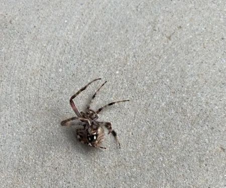 Jeffcoat Pest & Home
