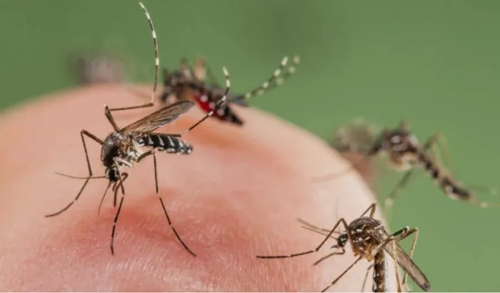 Mosquito Busters Picture 6