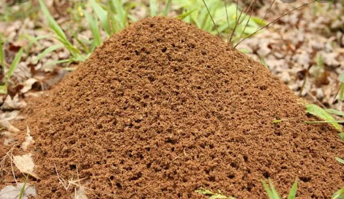 Mosquito Busters Picture 4