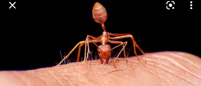 Mosquito Busters Picture 8
