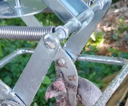 Mosquito Busters