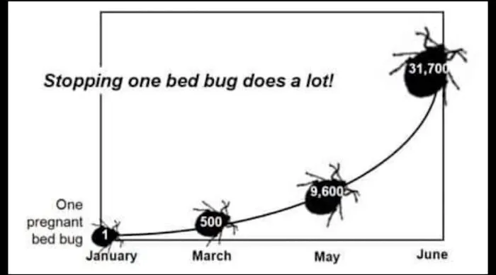 Mosquito Busters Picture 2