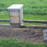 AWS Bees LLC ico