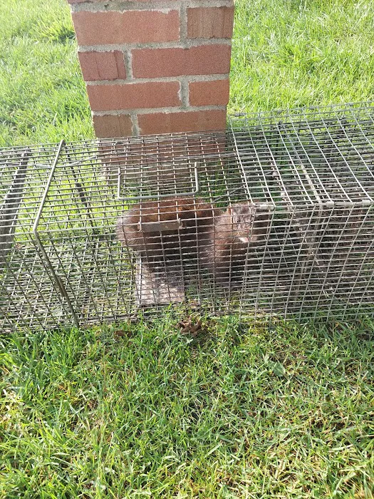 Can Catch Varmint Control Picture 6