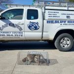 Can Catch Varmint Control