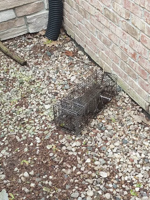 Can Catch Varmint Control Picture 4