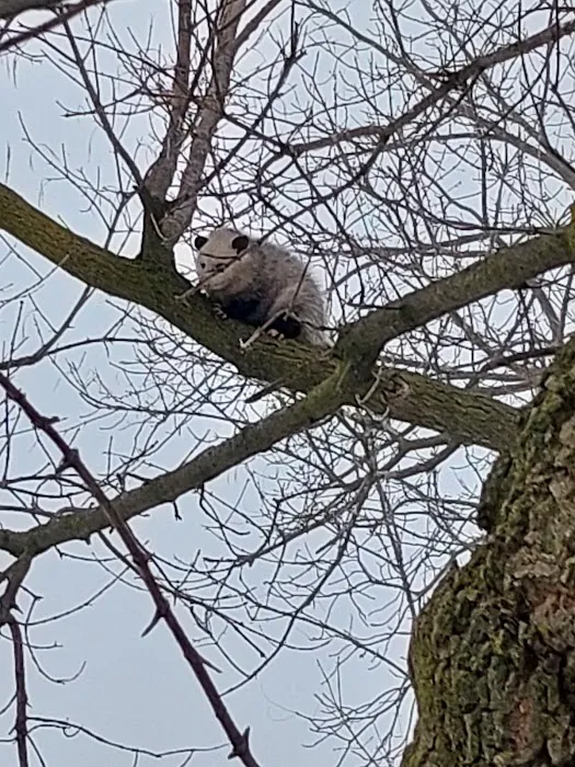 Can Catch Varmint Control Picture 10