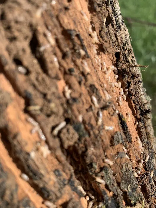 Hoosier Pest Control LLC Picture 6