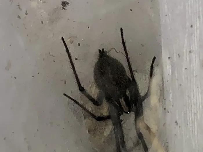 D2B Pest Control of Southern Indiana, LLC Picture 7