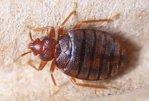 D2B Pest Control of Southern Indiana, LLC Picture 6