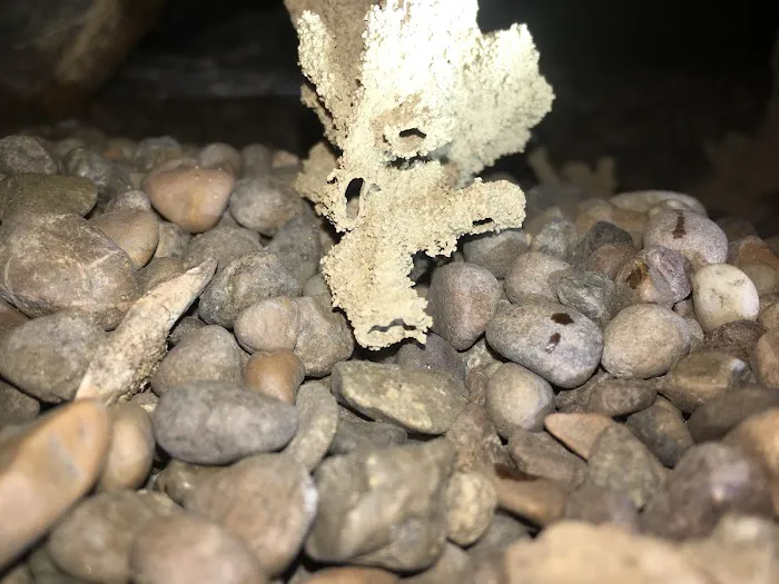 D2B Pest Control of Southern Indiana, LLC Picture 3